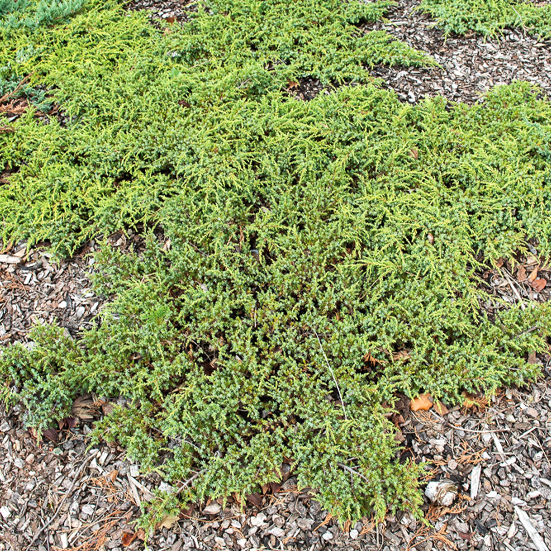 Genévrier commun Green Carpet - Willemse