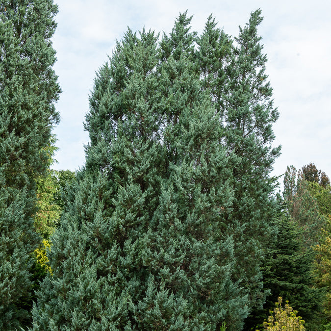 Genévrier des rocheuses Moonglow - Juniperus scopulorum Moonglow - Willemse