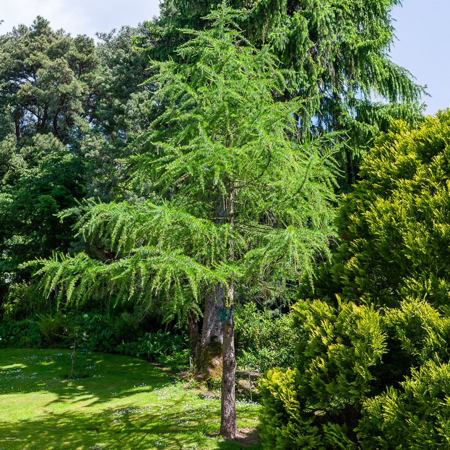 Mélèze d'Europe - Larix decidua - Willemse