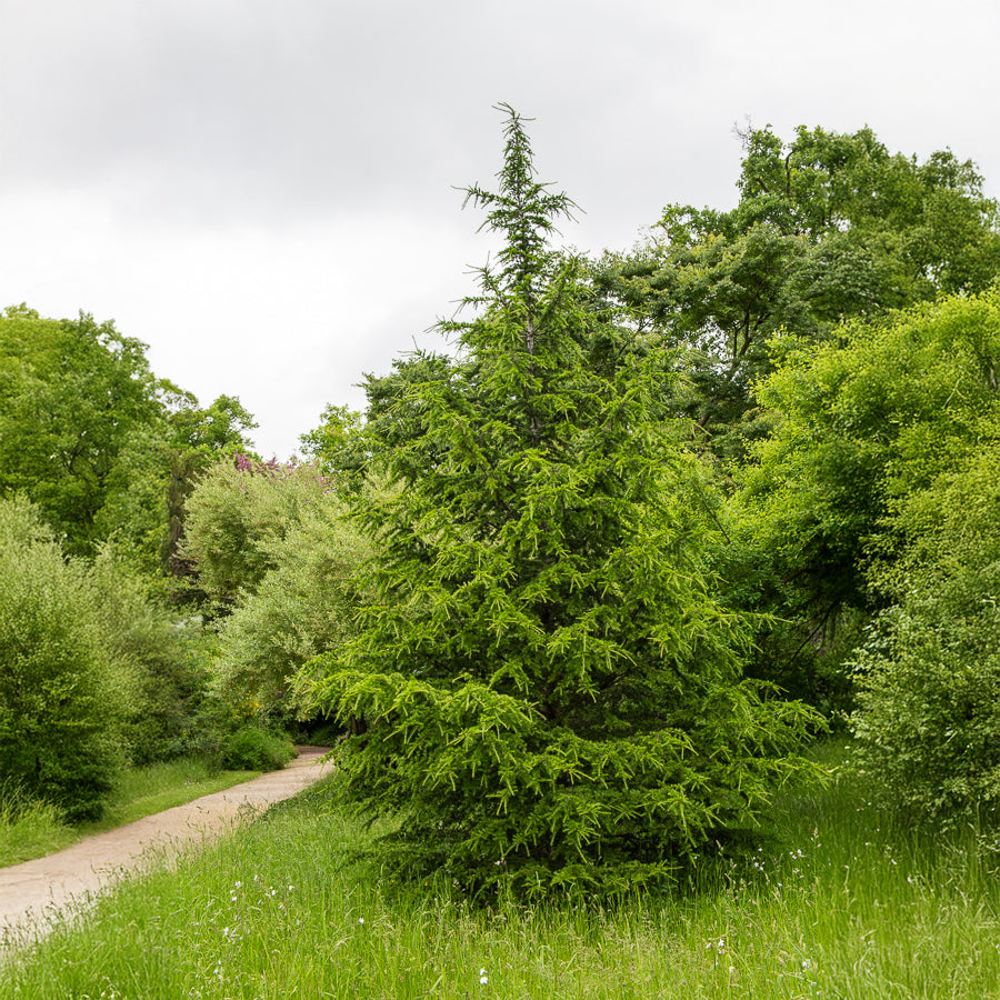 Conifères - Mélèze d'Europe - Larix decidua