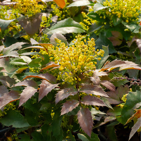 Mahonia Apollo - Willemse