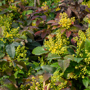 Mahonia aquifolium Apollo - Mahonia Apollo - Mahonias