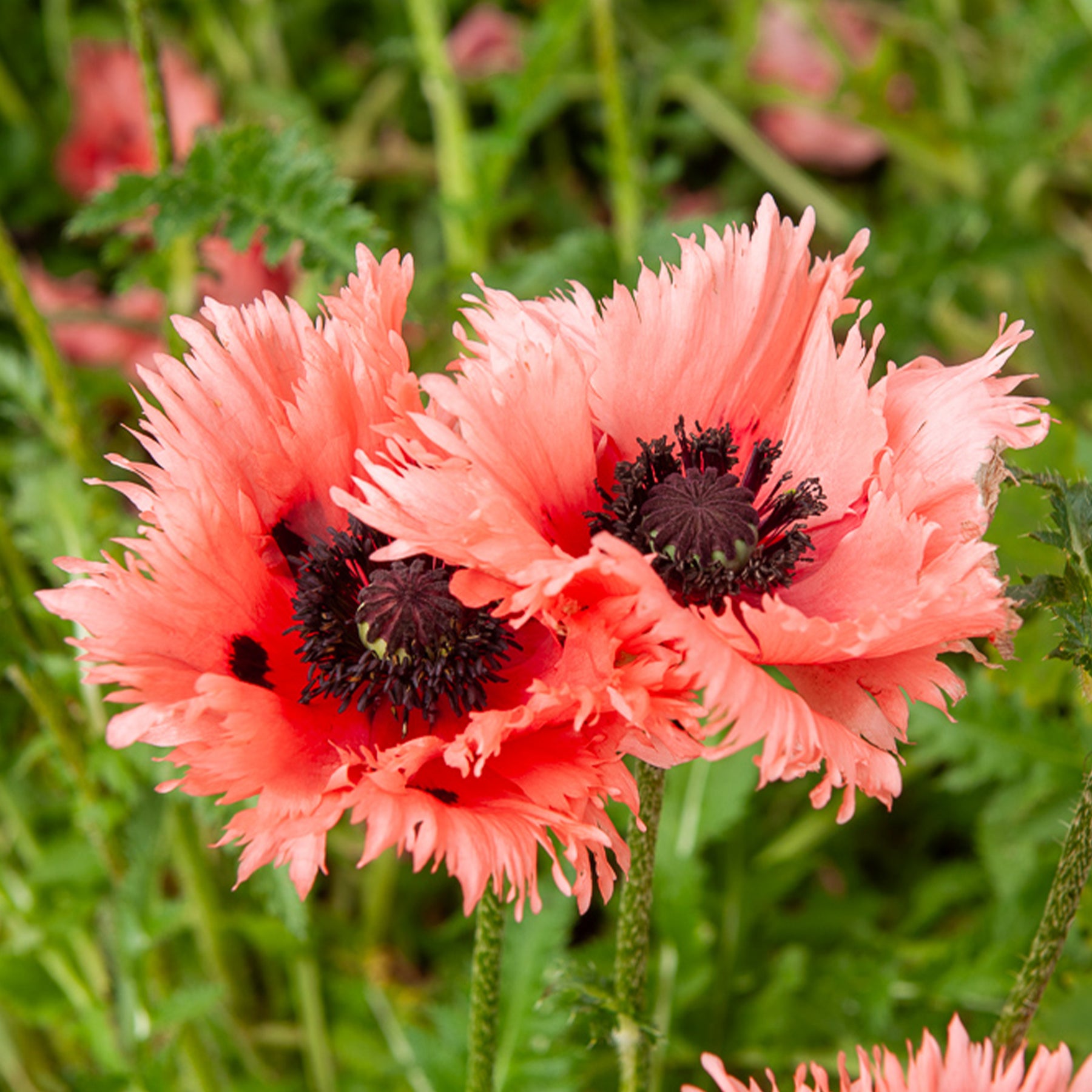 Pavot d'Orient Forncett Summer - Papaver orientale Forncett Summer - Willemse