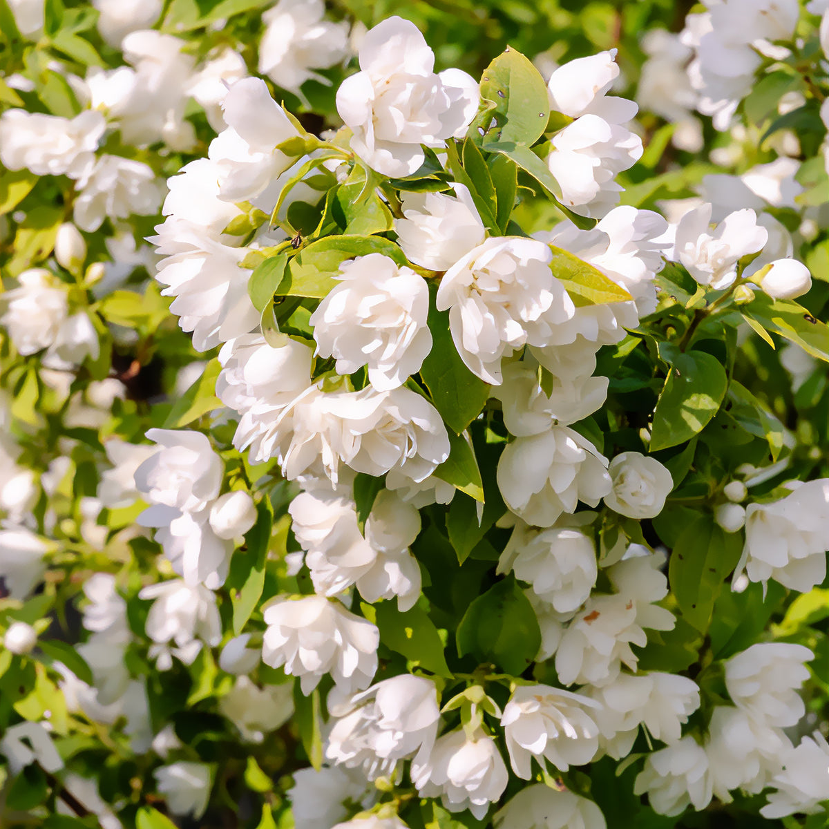 Seringat Manteau d'Hermine - Philadelphus - Willemse