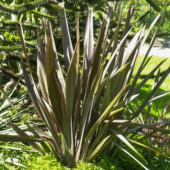 Phormium Bronze Baby - Lin de Nouvelle-Zélande - Willemse