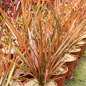 Phormium Flamingo - Lin de Nouvelle-Zélande - Willemse