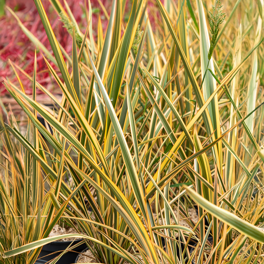 Phormium Golden Ray - Lin de Nouvelle-Zélande - Willemse