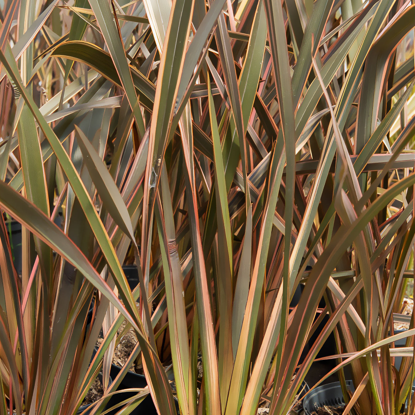 Phormium Rainbow Queen - Lin de Nouvelle-Zélande - Willemse