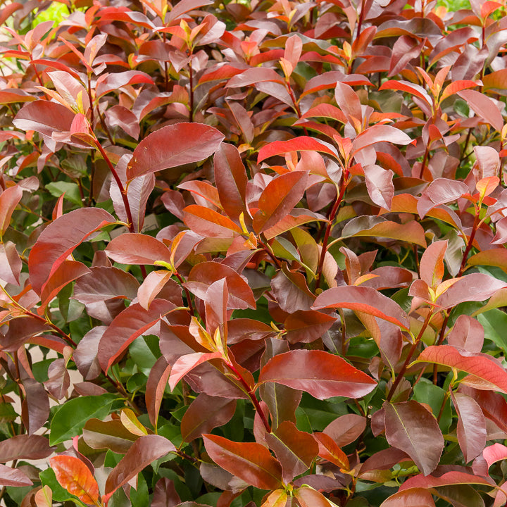 Photinia fraseri Camilvy - Willemse