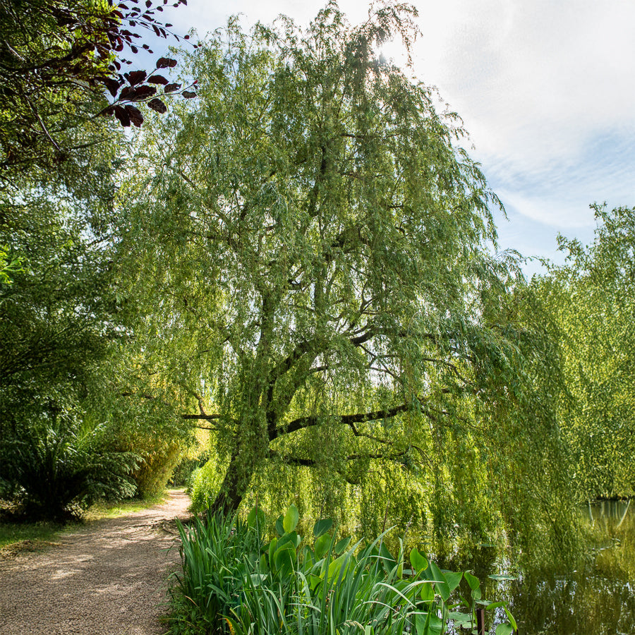 Salix babylonica - Saule pleureur - Saule