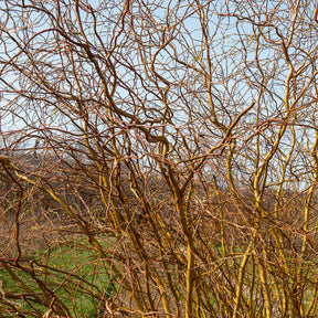 Saule tortueux - Salix erythroflexuosa - Willemse