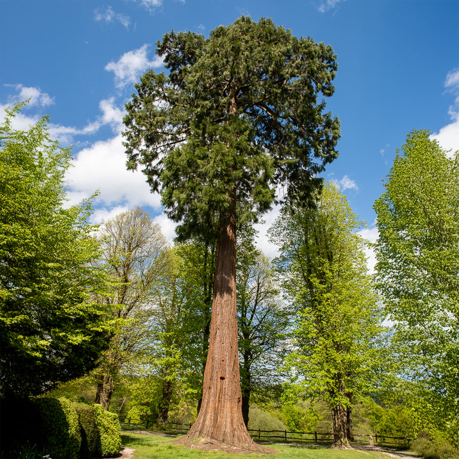 Sequoiadendron giganteum - Séquoia géant - Conifères