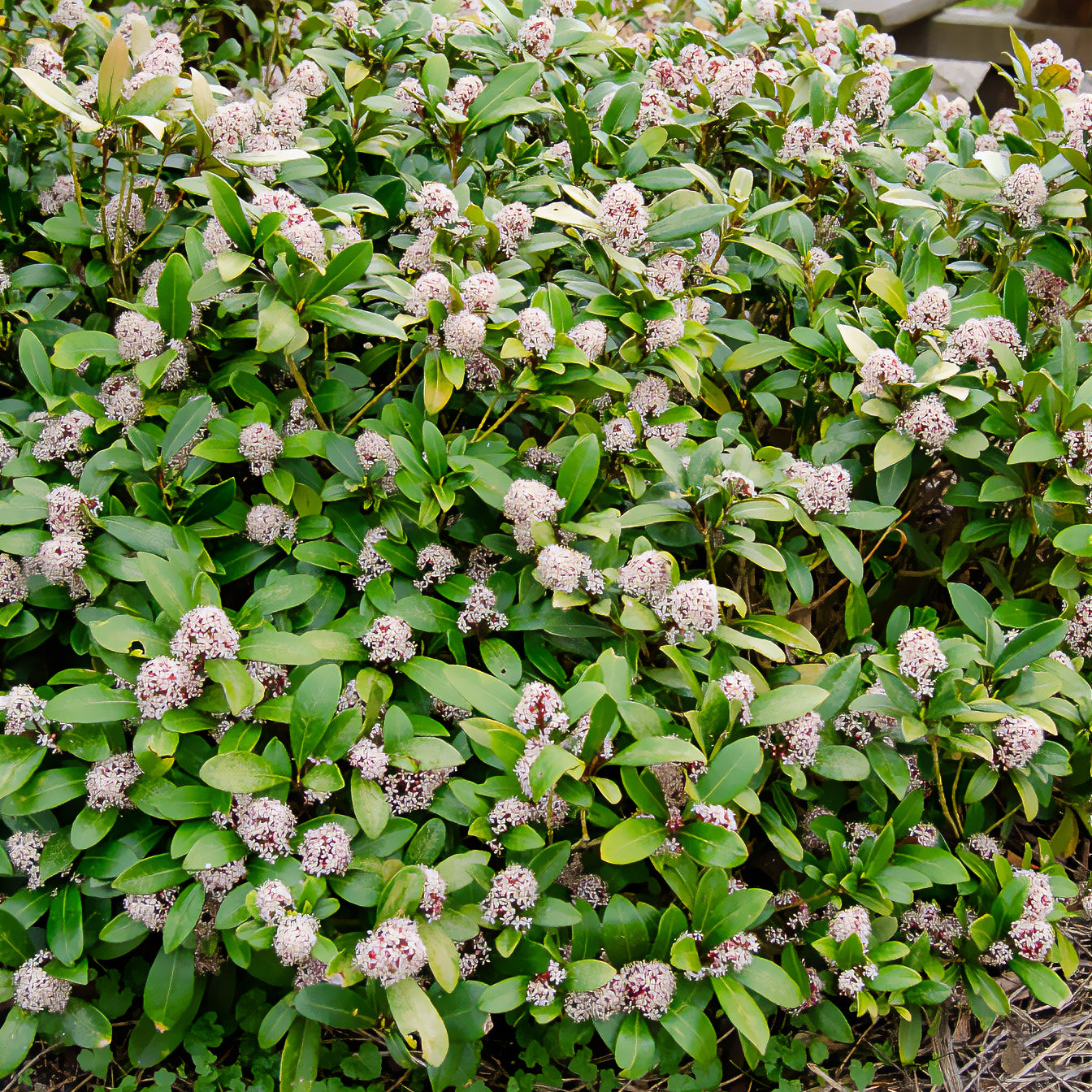 Skimmia japonica Rubella - Skimmia du Japon Rubella - Arbustes à feuillage persistant