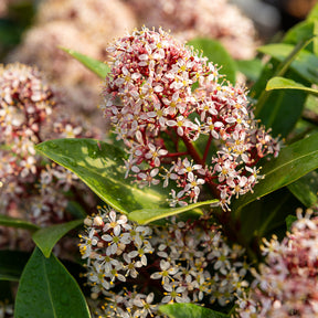 Arbustes à feuillage persistant - Skimmia du Japon Rubella - Skimmia japonica Rubella