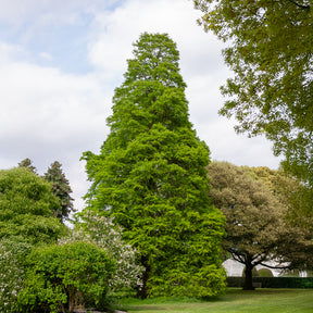 Cyprès chauve - Taxodium distichum - Willemse