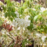 Glycine soyeuse blanche - Willemse