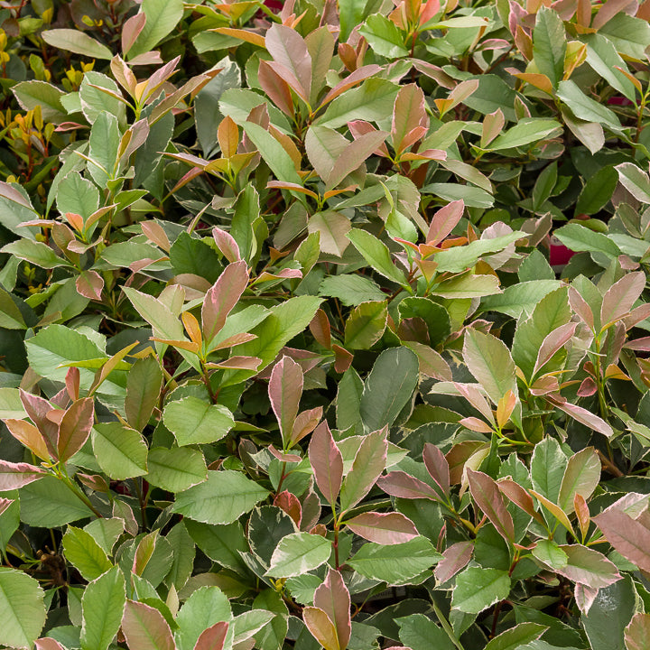 Photinia x fraseri Louise - Photinia fraseri Louise - Photinia