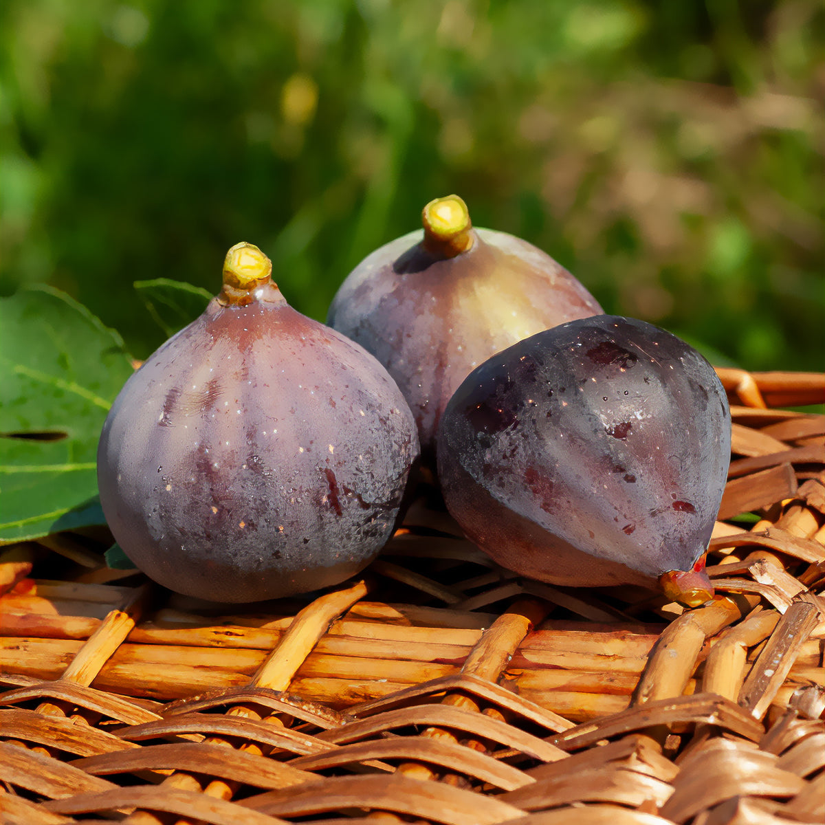 Figuier Violette Dauphine - Ficus carica Violette Dauphine - Willemse