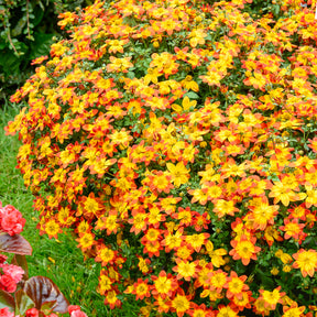 Bidens Blazing Glory - Willemse