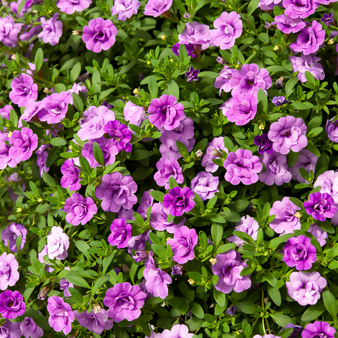 Calibrachoa hybride double Amethyst - Mini-pétunia à fleurs doubles violettes  - Pétunias