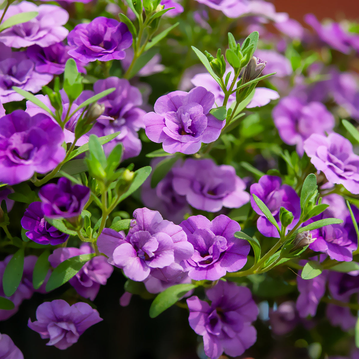 Mini-pétunia à fleurs doubles violettes  - Calibrachoa hybride double Amethyst - Willemse