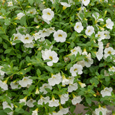 Mini-pétunia blanches - Willemse