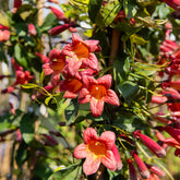 Bignone à vrilles Tangerine Beauty - Willemse