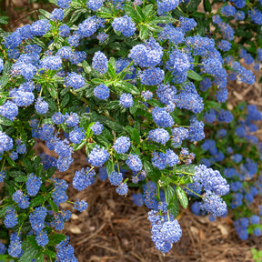 Céanothe Concha - Ceanothus Concha - Willemse