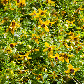 Clématites - Clématite Golden Tiara® - Clematis tangutica Golden Tiara®Kugotia