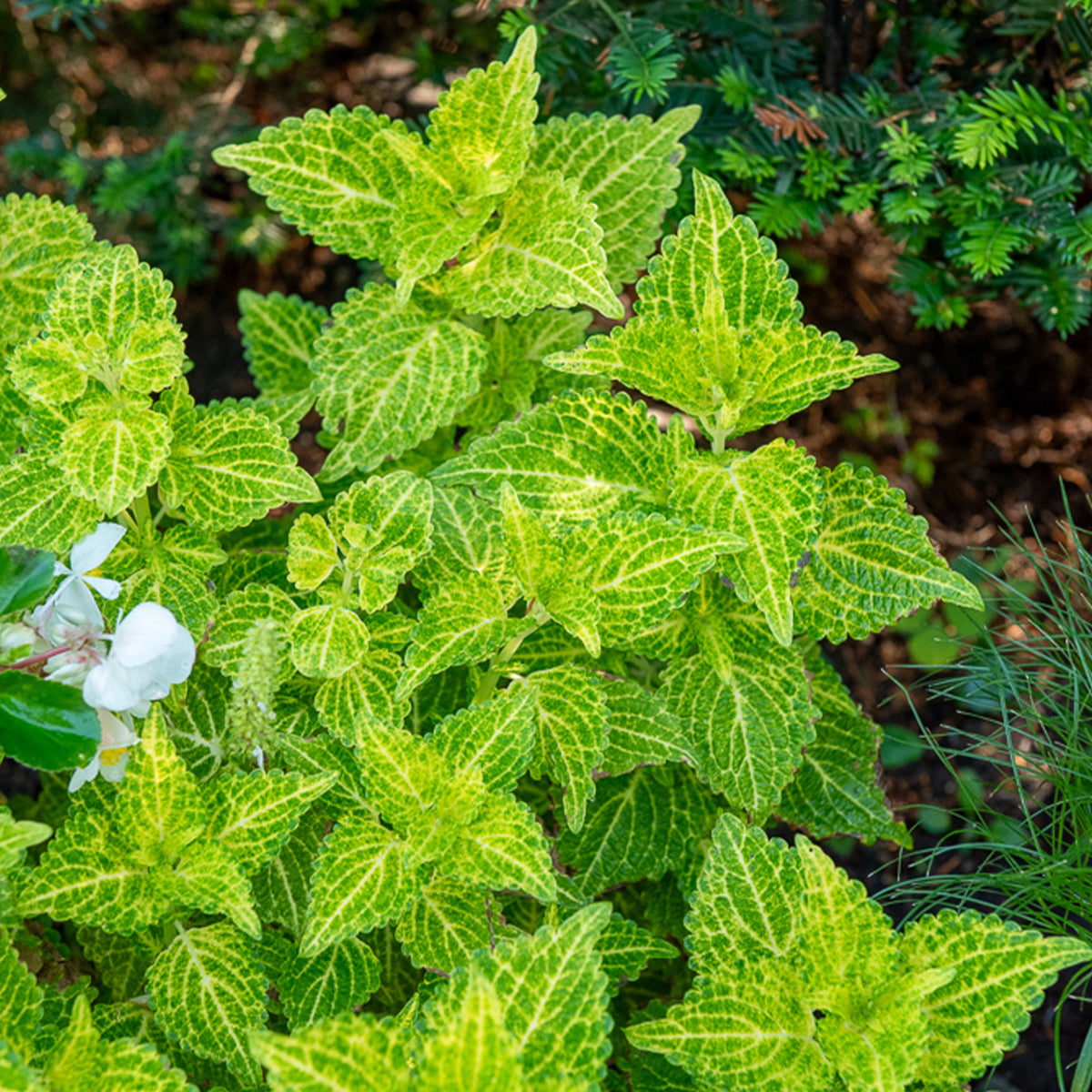 Coleus Electric Lime - Willemse