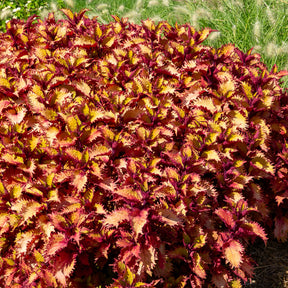 Coleus Henna - Willemse