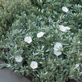 Convolvulus cneorum - Liseron arbustif argenté - Vivaces couvre-sol