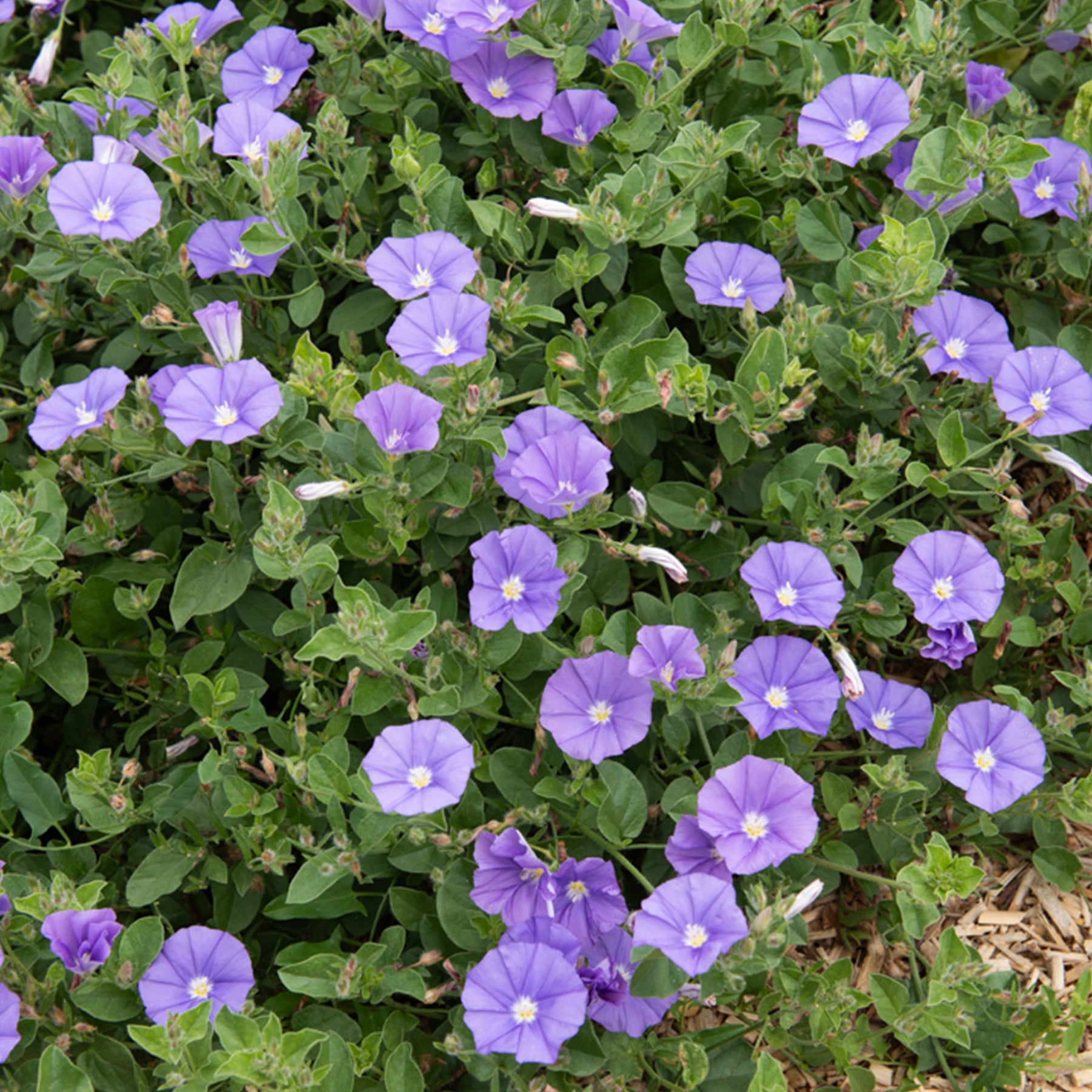 Convolvulus sabatius New Blue ® - Liseron de Mauritanie New Blue® - Vivaces couvre-sol