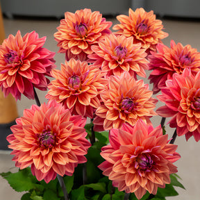 3 Dahlias décoratifs American Dawn - Dahlia American Dawn - Willemse