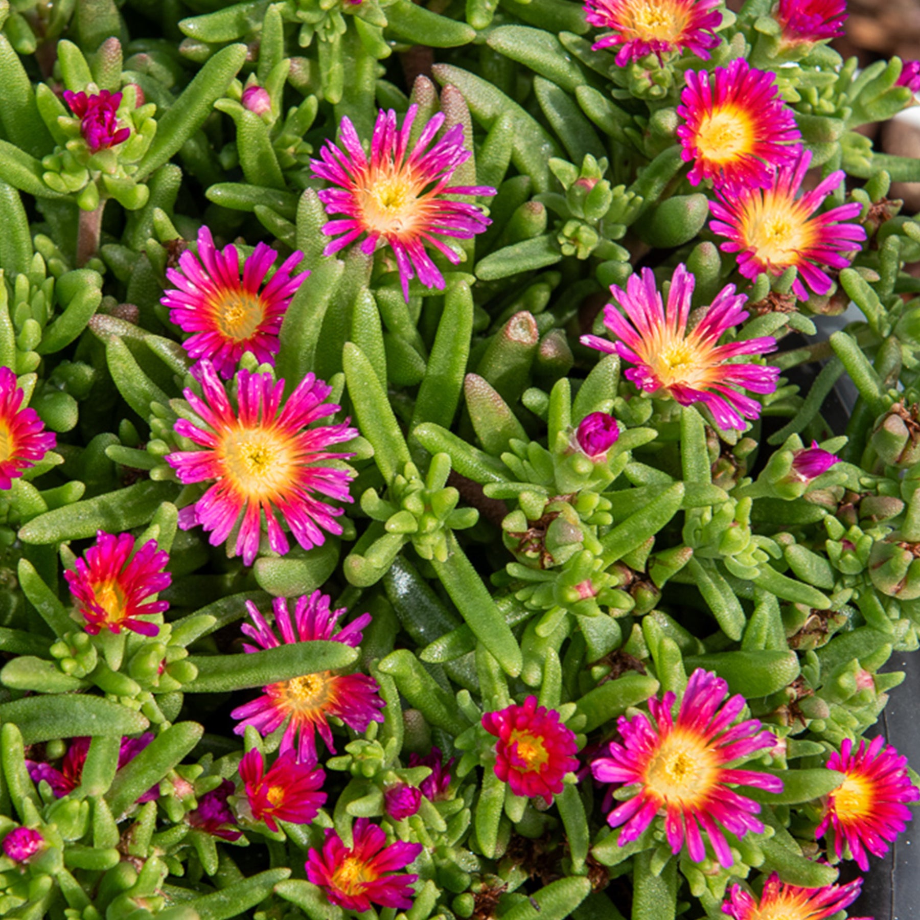 Delosperma Wheels of Wonder® Hot Pink - Willemse