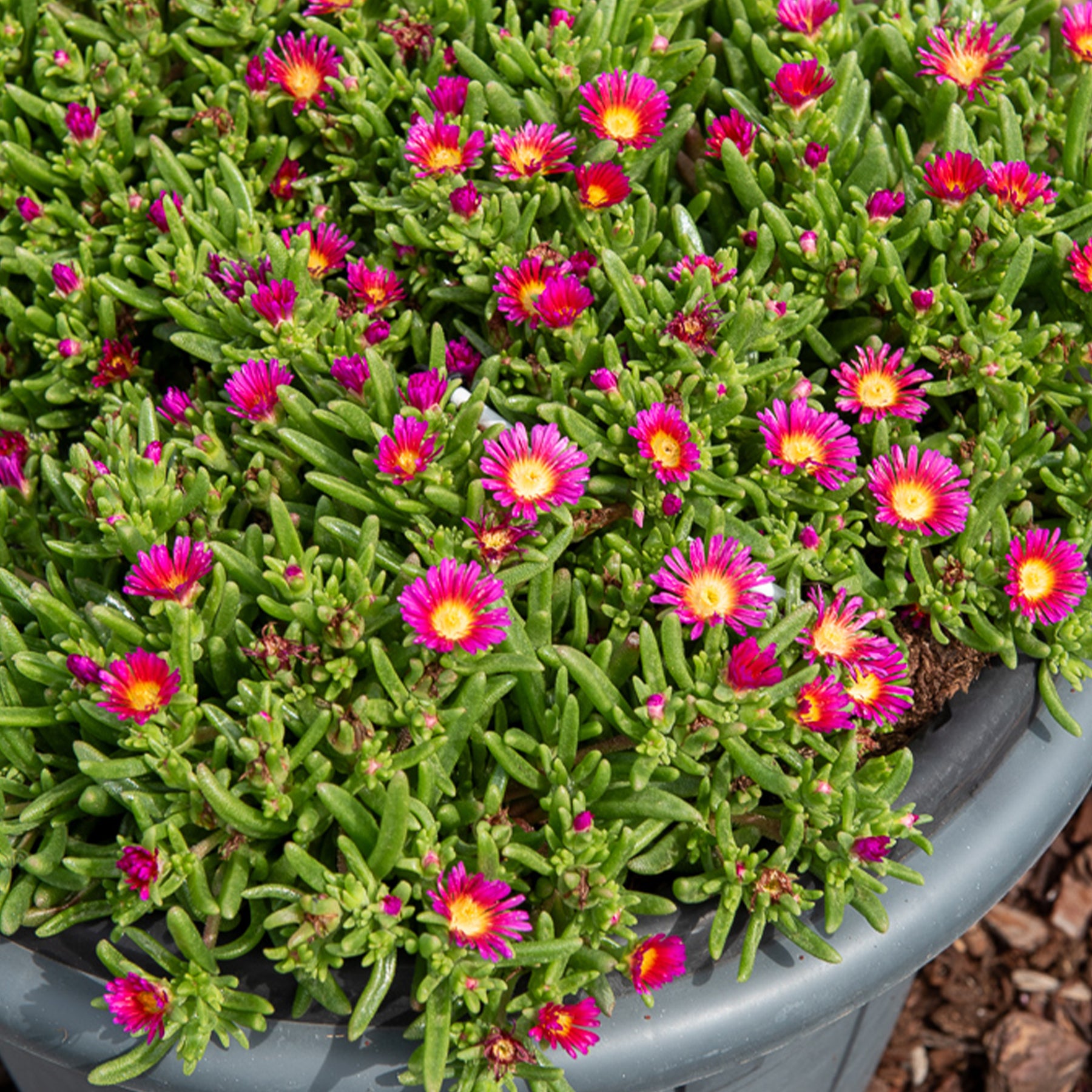 Delosperma Wheels of Wonder® Hot Pink - Delosperma Wheels of Wonder® Hot Pink - Delosperma