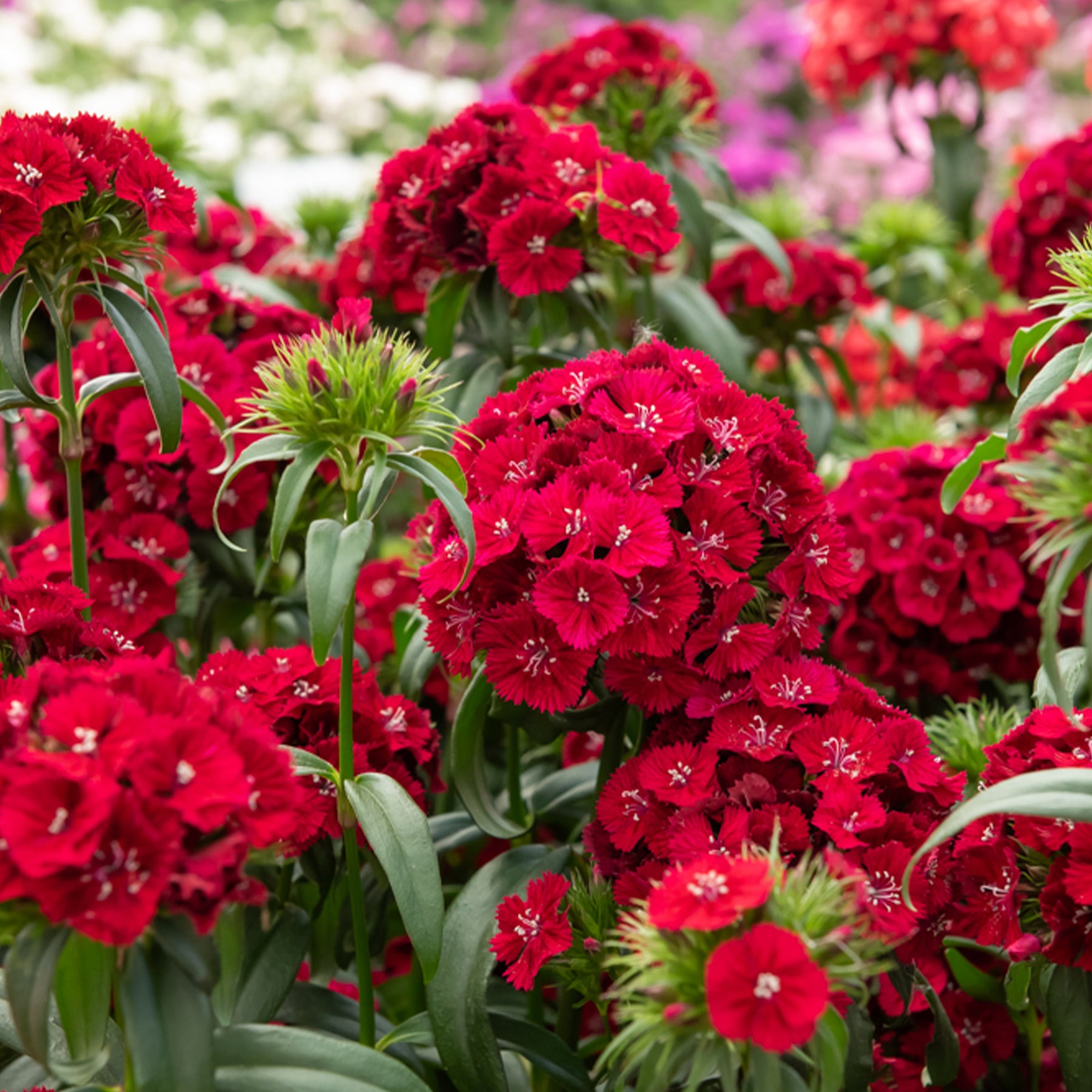 Œillet de poète Barbarini Red - Willemse