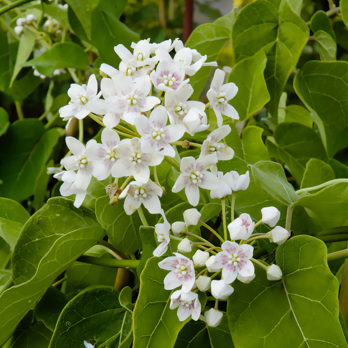 Wattakaka sinensis - Drégée de Chine - Dregea sinensis - Willemse