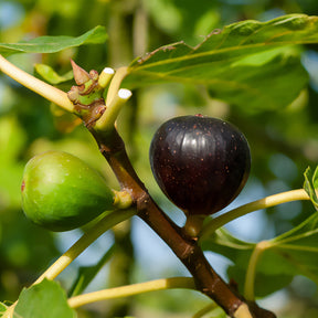 Figuier Ronde de Bordeaux - Ficus carica Ronde de Bordeaux - Willemse