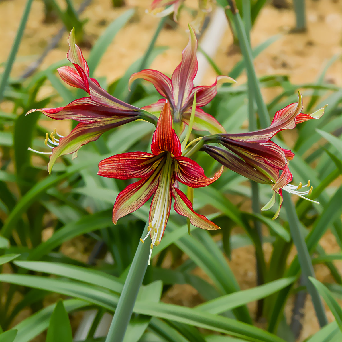 Amaryllis Mystica - Willemse