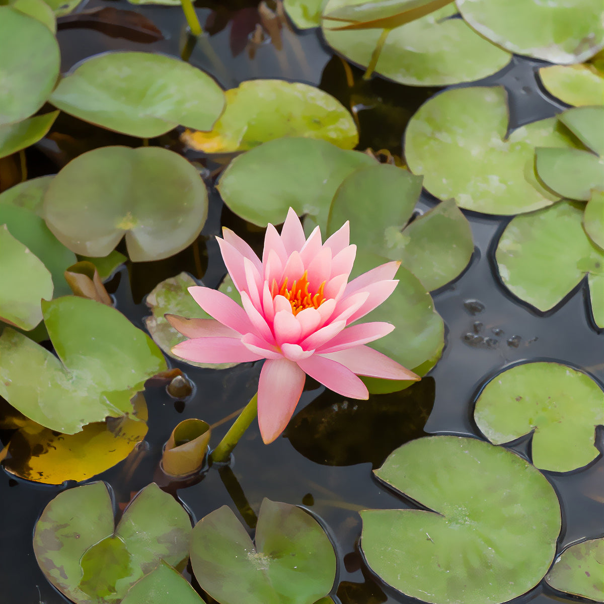 Nénuphar Colorado - Nymphaea Colorado - Willemse