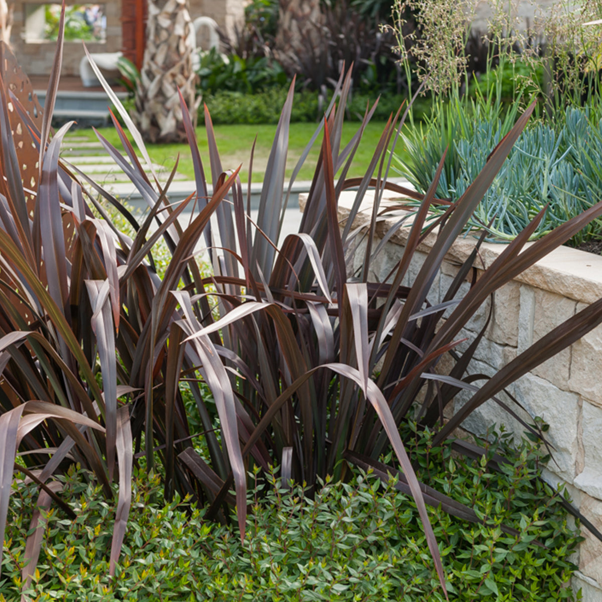 Phormium Black Adder ® - Lin de Nouvelle-Zélande - Willemse