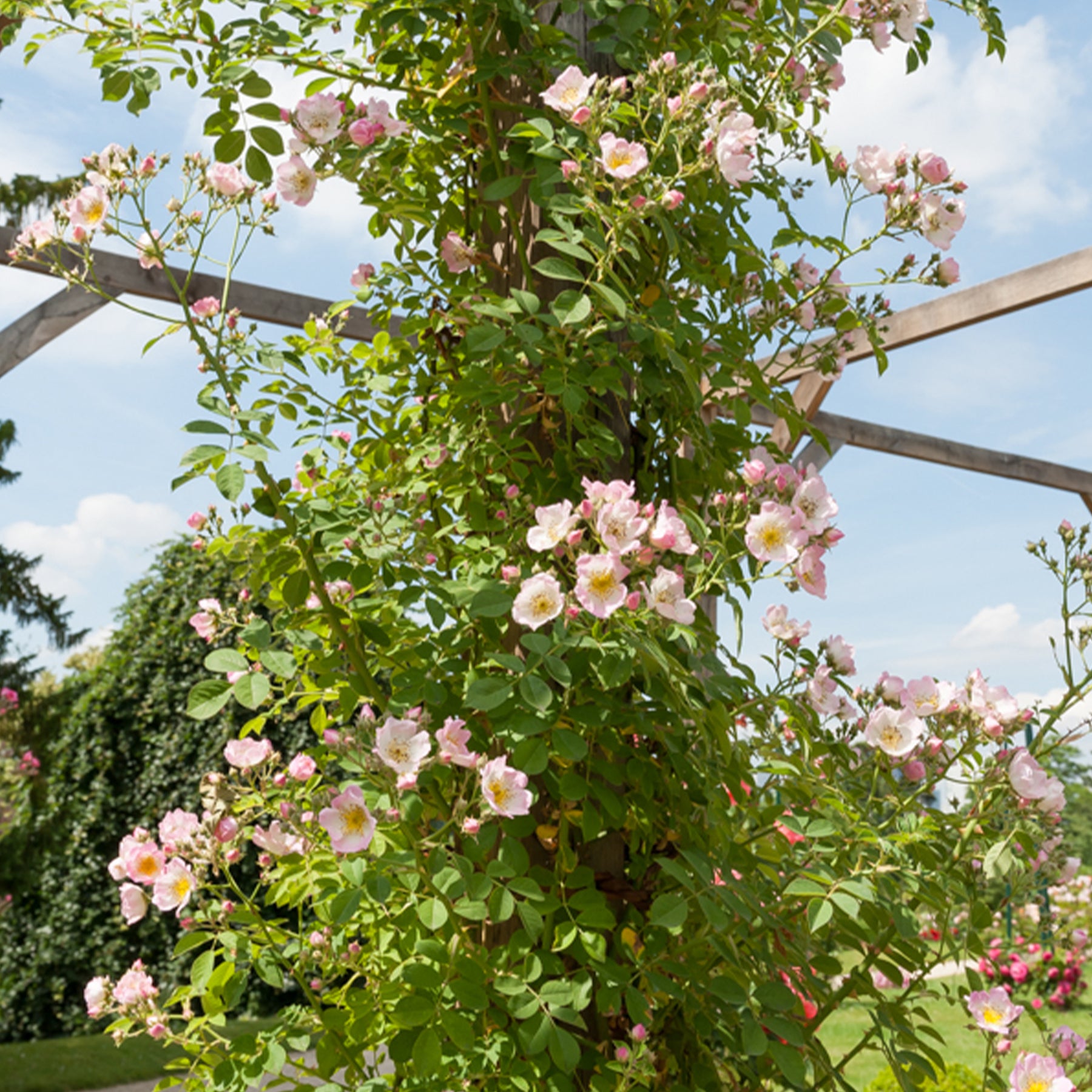 Rosier liane Kew Rambler - Rosa Kew Rambler - Willemse