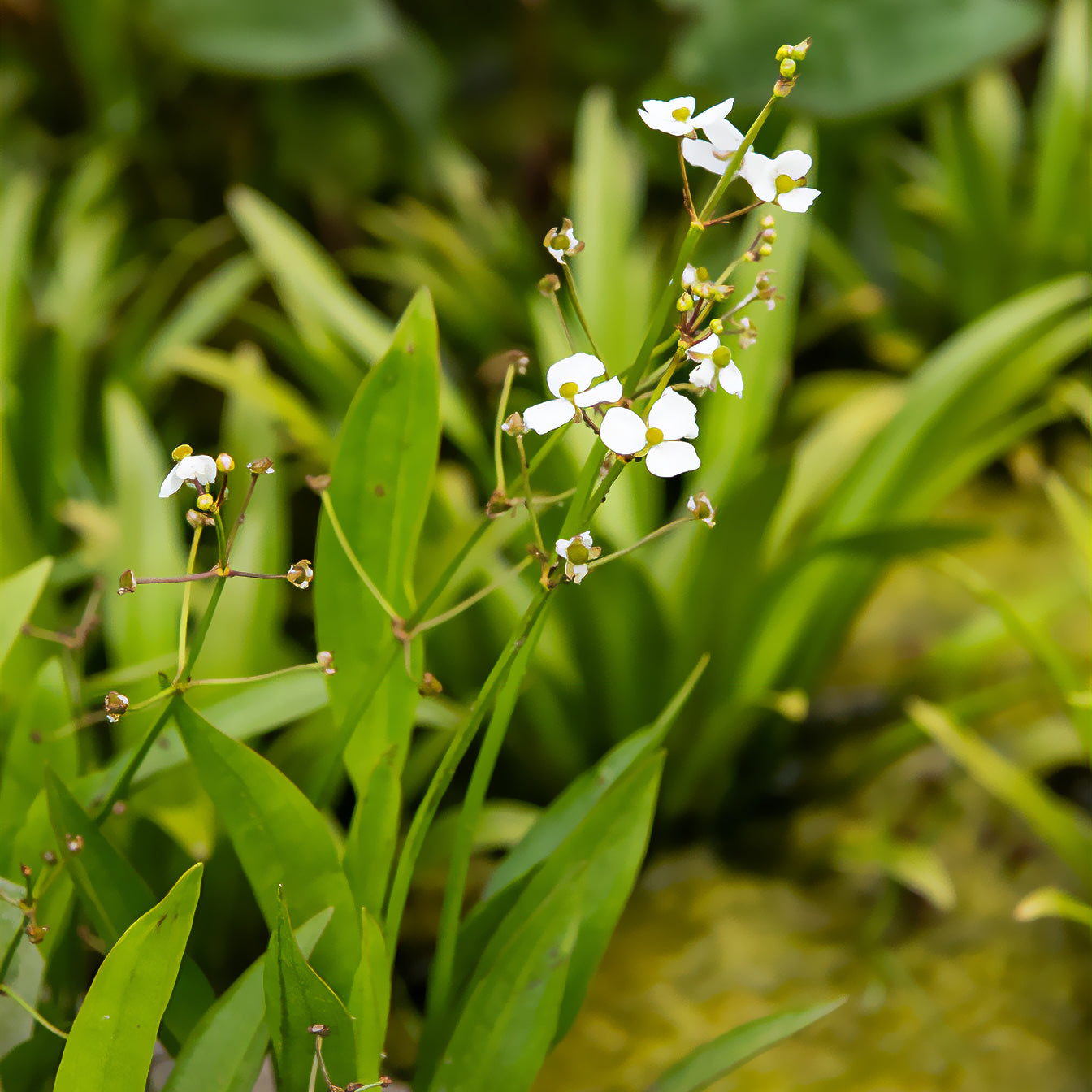 Sagittaire graminiforme - Sagittaria graminea - Willemse