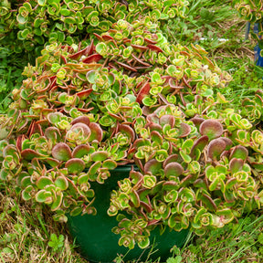 Sedum Coral Reef - Willemse