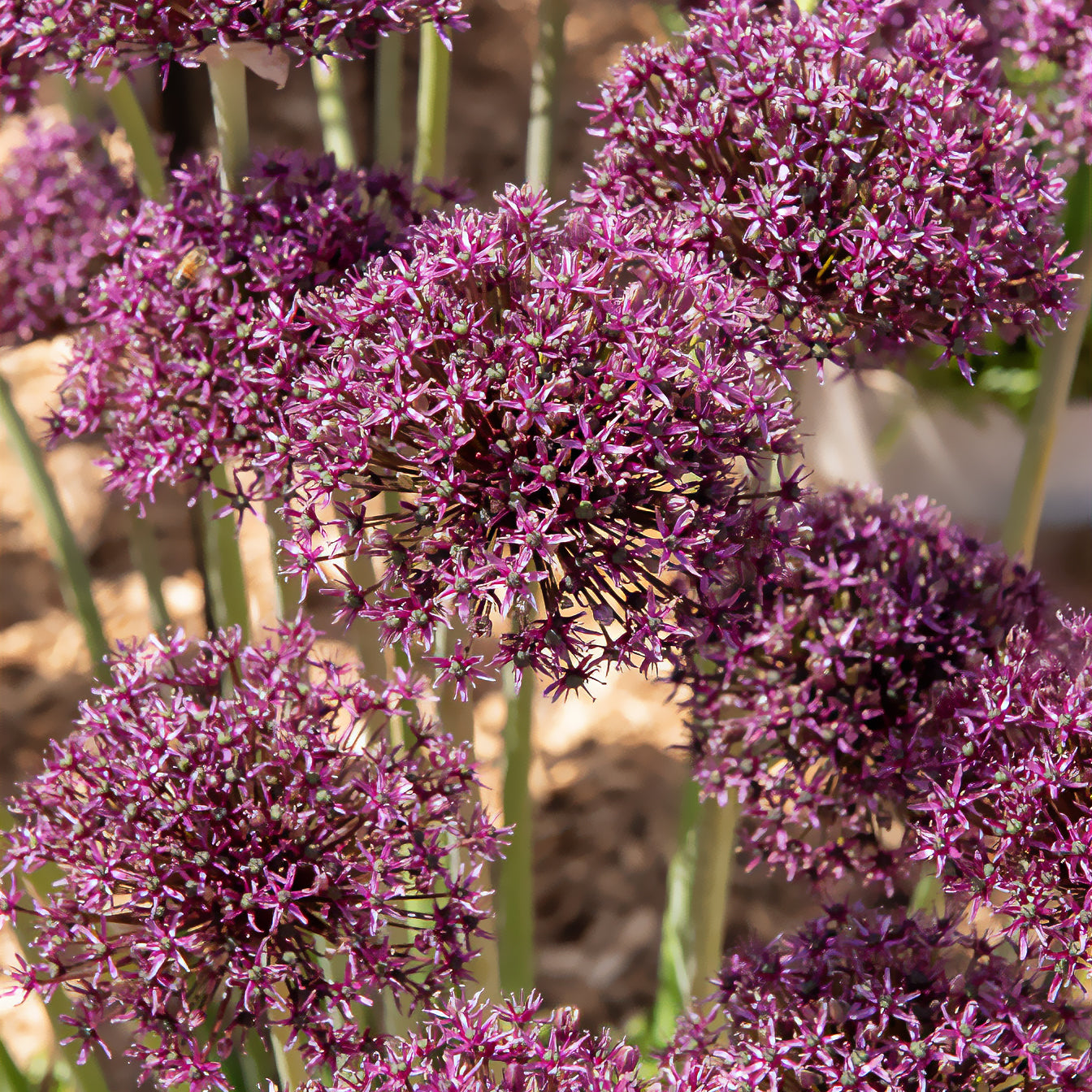 Alliums Miami - Willemse