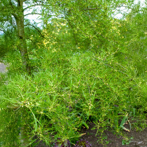 Aulne glutineux Imperialis - Alnus glutinosa Imperialis - Willemse