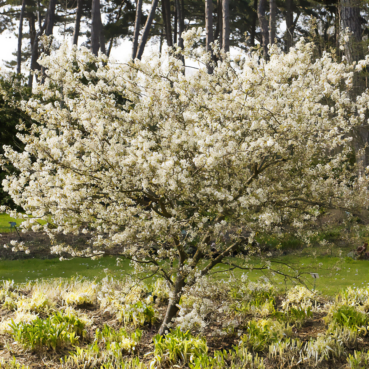 Amélanchier lisse - Willemse