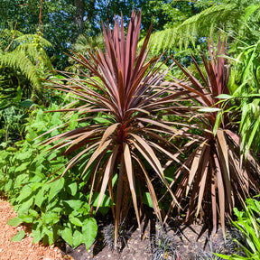 Cordyline australe Red Star - Cordyline australis Red Star - Willemse