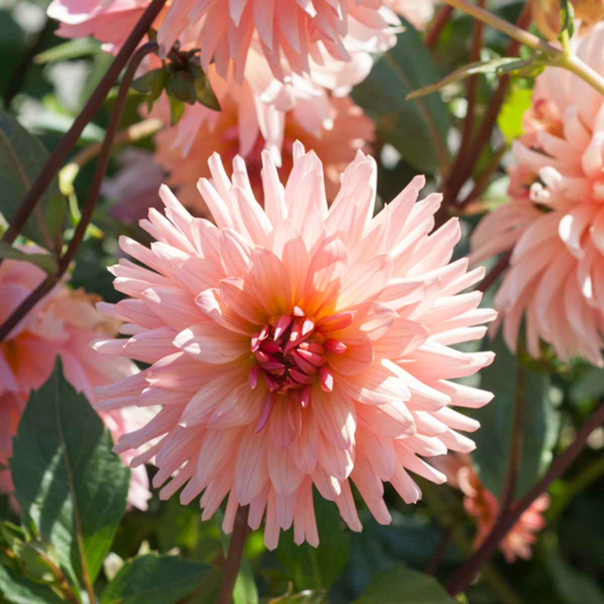 Dahlia cactus Préférence - Dahlia Préference - Willemse